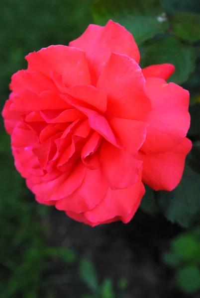 Blooming Red Rose Rose Duftwolke — Foto de Stock