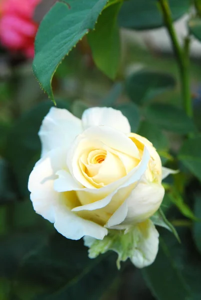 Blooming White Rose Rose Chopin — 图库照片