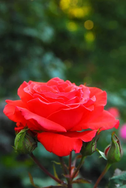 Blooming Red Rose Rose Duftwolke — 스톡 사진