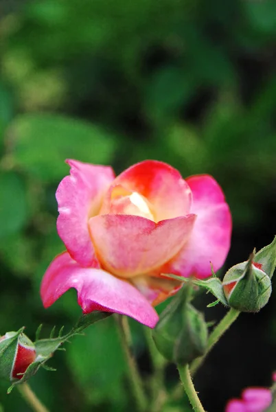 Blooming Spotted Pink Rose Rose Charleson — 스톡 사진