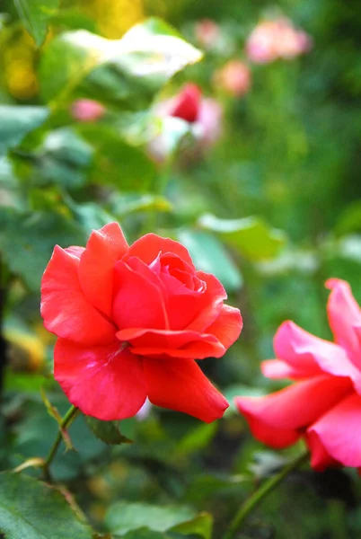 Blooming Red Rose Rose Duftwolke — Fotografia de Stock