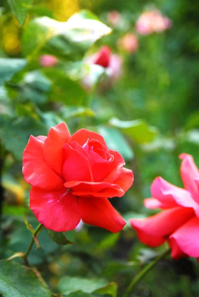 Blooming Red Rose Rose Duftwolke — Stockfoto