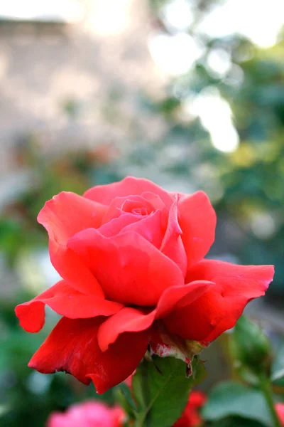 Blooming Red Rose Rose Duftwolke — Stok Foto