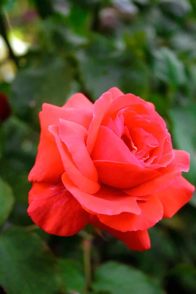 Blooming Red Rose Rose Duftwolke — 图库照片