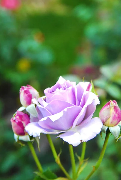 Blooming Purple Rose Rose Sandra Renaissance — Fotografia de Stock