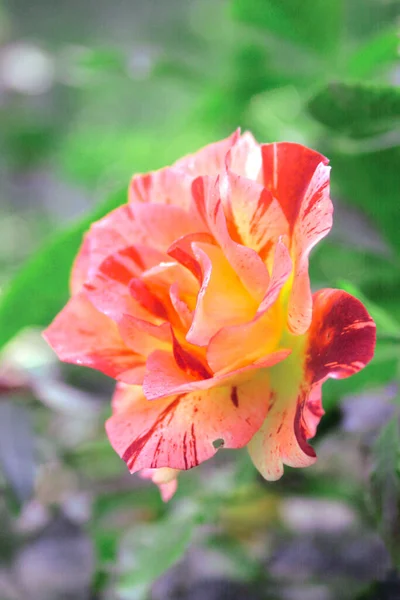 Blooming Striped Rose Rose Summer Lodge — Stock Fotó