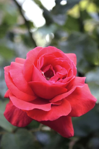Blooming Red Rose Rose Duftwolke —  Fotos de Stock