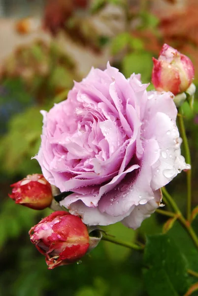 blooming purple rose in the rain (rose sandra renaissance)