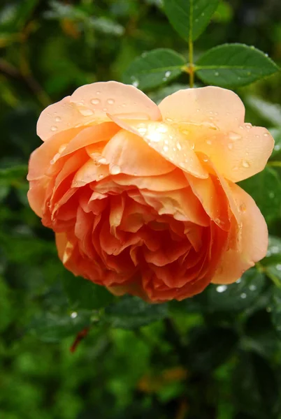 Blooming Creamy Golden Rose Rain Rose Lady Shalott — 图库照片
