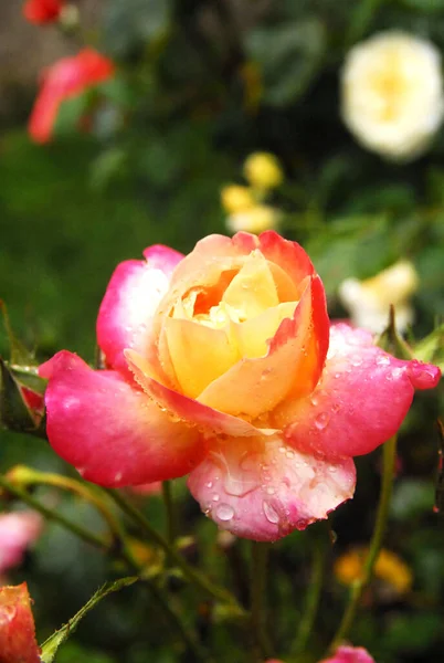 Blooming Pink Rose Rain Rose Charleston — 스톡 사진
