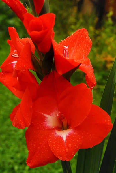 Red Gladiolus Rain — 스톡 사진