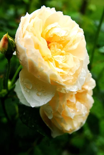 Milky White Rose Rain Rose Graham Thomas — Stok Foto