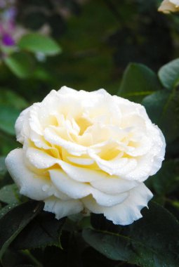 blooming white rose (rose Shopin)
