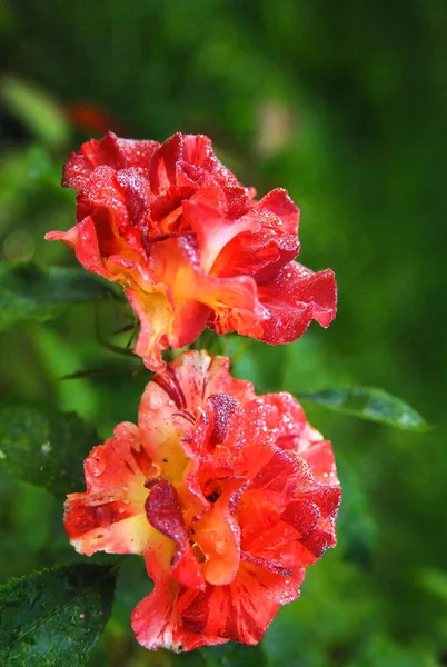 Blooming Colorful Rose Rose Summer Lodge — Fotografia de Stock