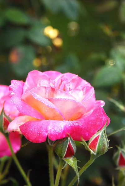 Blooming Spotted Pink Rose Rose Charleson — Fotografia de Stock