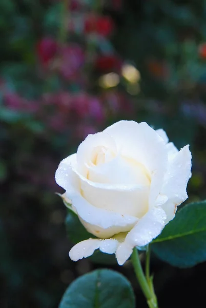 Blooming White Rose Rose Shopin — ストック写真