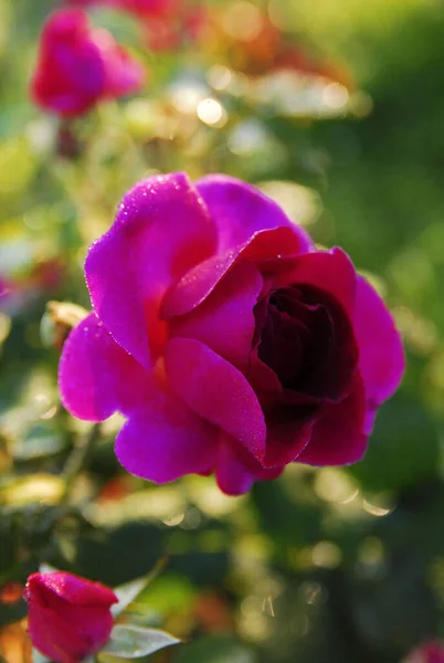 Blooming Dark Purple Rose Rose Munstead Wood — Stock Fotó