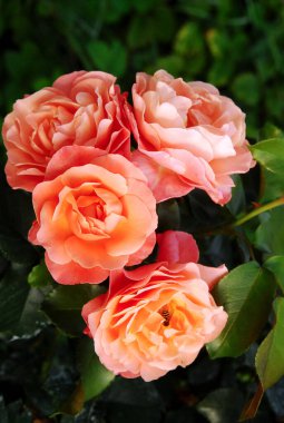 blooming colorful rose with insect in flower