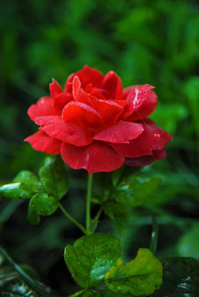 Blooming Red Rose Hot Chocolate Rose —  Fotos de Stock