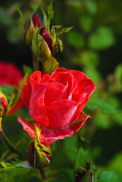 Blooming Red Rose Rose Red Intuition — Fotografia de Stock