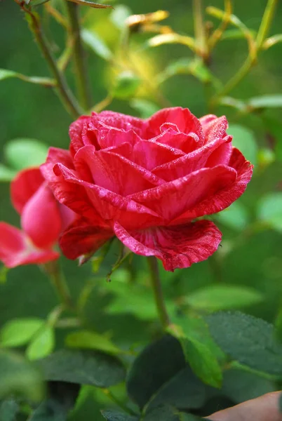 Blooming Red Rose Rose Red Intuition — Photo