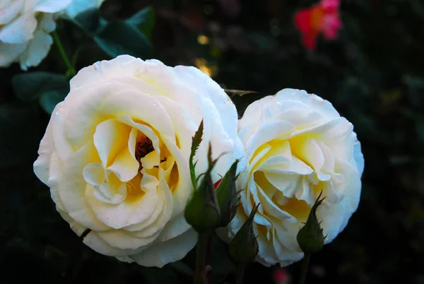 Blooming White Rose Rose Shopin — ストック写真