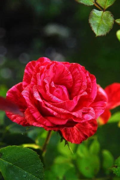 blooming striped red rose (rose red intuition)