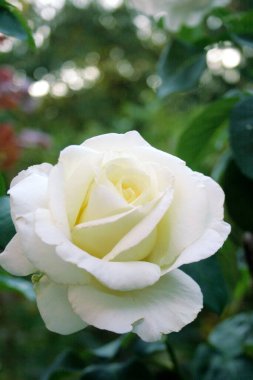 Blooming white rose (rose Shopin)