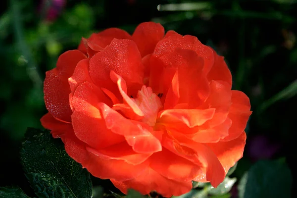 Blooming Orange Rose Rose Super Trouper — Zdjęcie stockowe