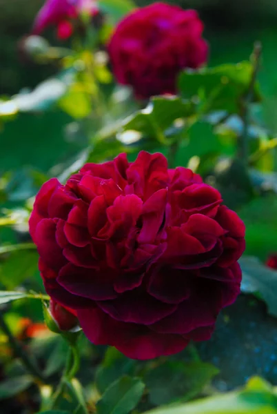 blooming dark rose (munstead wood rose)