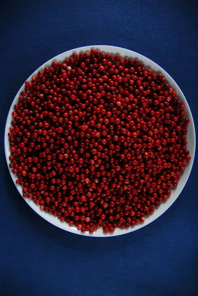 red lingonberries on a blue background
