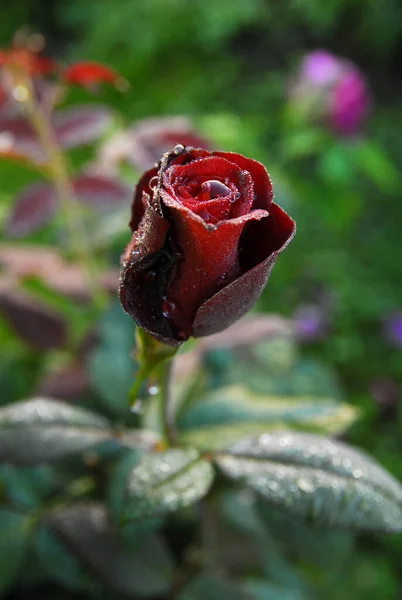 blooming dark rose (rose Black magic)