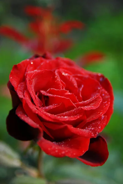 blooming dark rose (rose Black magic)