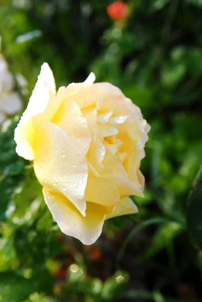 blooming light rose (rose Gloria dei)