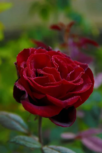 rose black magic in the first autumn frost