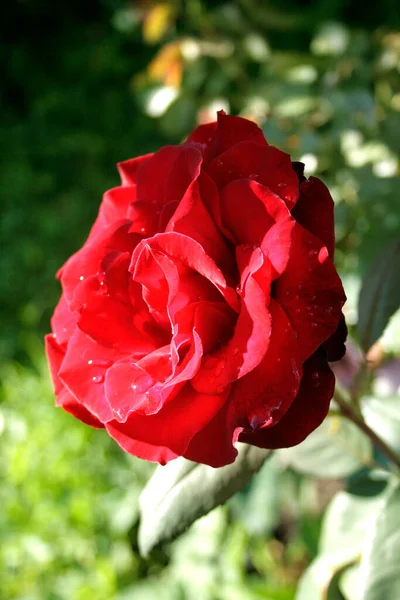 blooming red rose (black magic rose)
