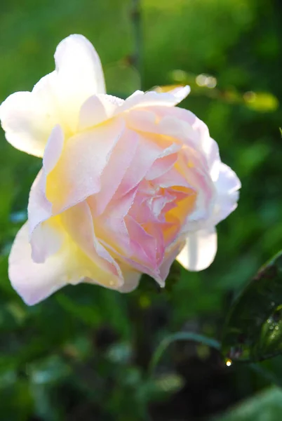 blooming light rose (Gloria dei rose)