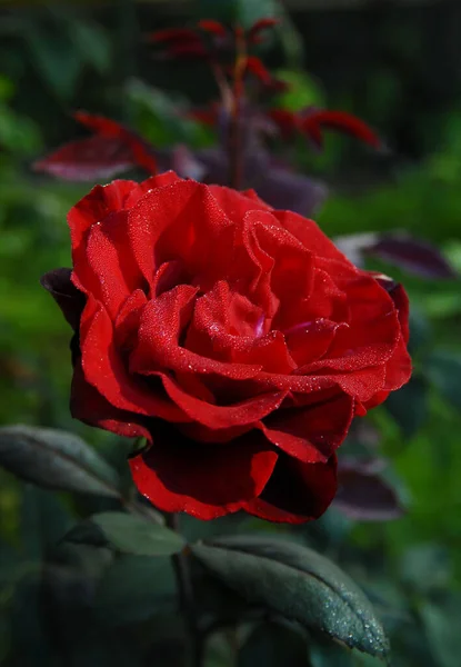 blooming red rose (Black magic rose)