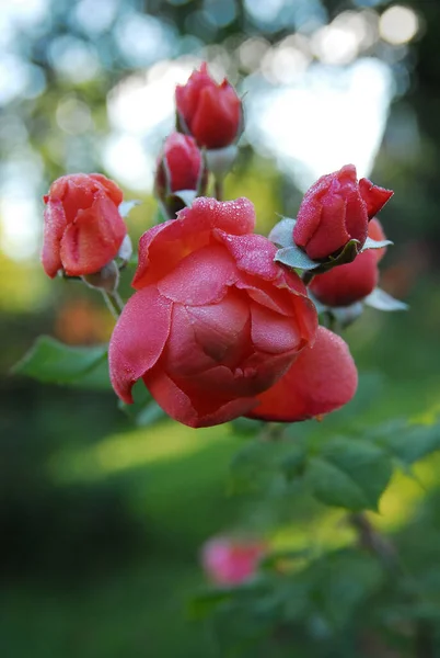Blooming orange rose (summer song rose)