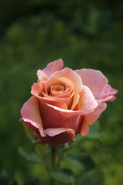 blooming colorful rose (Magic moment rose)