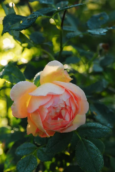 Rose Lady Shalott Rose Rays Rising Sun — ストック写真