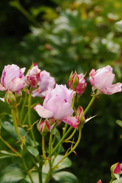 blooming light purple rose (sandra renaissance rose)