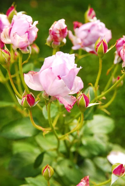 blooming light purple rose (sandra renaissance rose)