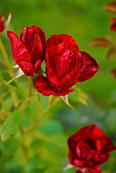 blooming red striped rose (rose Red intuition)