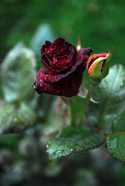 Blooming dark rose (black baccara rose) after morning rain