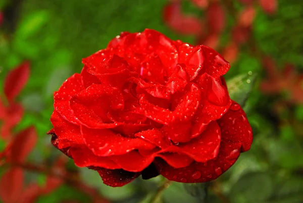 blooming red rose (Black magic rose) after rain