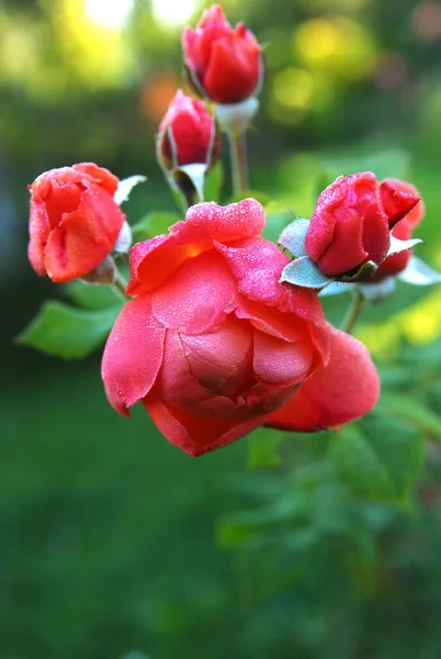 Blooming Orange Rose Summer Song Rose — 스톡 사진