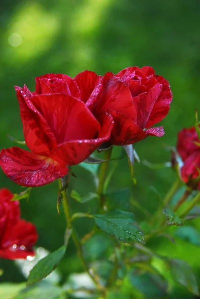 Blooming Red Striped Rose Rose Red Intuition — 스톡 사진
