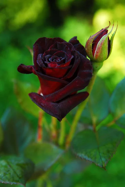 Blooming Dark Rose Black Baccara Rose — Photo