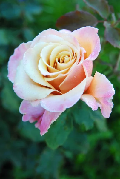 Ανθισμένα Πολύχρωμα Τριαντάφυλλο Μαγικό Τριαντάφυλλο Στιγμή — Φωτογραφία Αρχείου